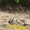 Sri Lanka Album